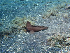 Ablabys macracanthus