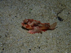 Richardsonichthys leucogaster
