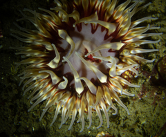 Urticina mcpeaki