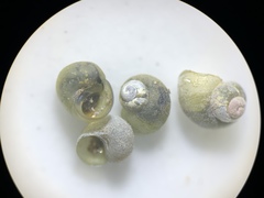 Fluminicola turbiniformis