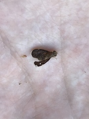 Eutreta noveboracensis