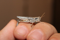 Melanoplus complanatipes
