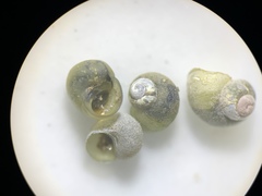 Fluminicola turbiniformis