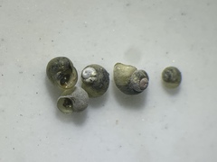 Fluminicola turbiniformis