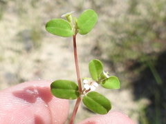 Euphorbia cordifolia
