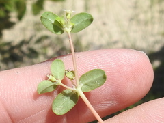 Euphorbia cordifolia
