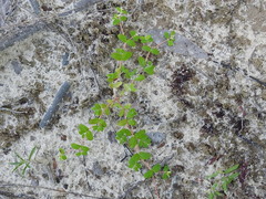 Euphorbia cordifolia