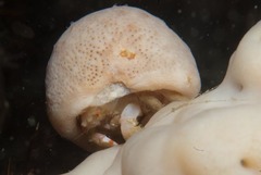 Pseudodromia rotunda