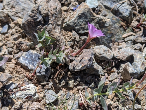 Image of Epilobium siskiyouense by no rights reserved