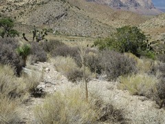 Caulanthus crassicaulis