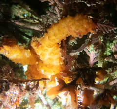 Metandrocarpa dura