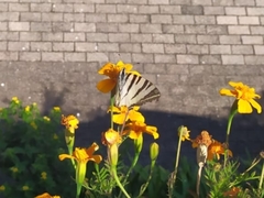 Iphiclides podalirius