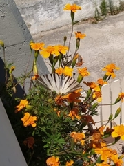 Iphiclides podalirius