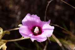 Hibiscus solanifolius