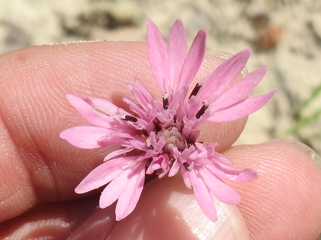 Palafoxia reverchonii