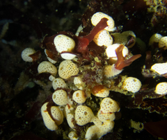 Didemnum carnulentum