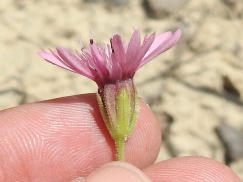 Image of Palafoxia reverchonii by (c) Sam Kieschnick, some rights reserved (CC BY)