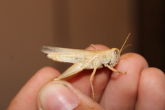 Melanoplus packardii