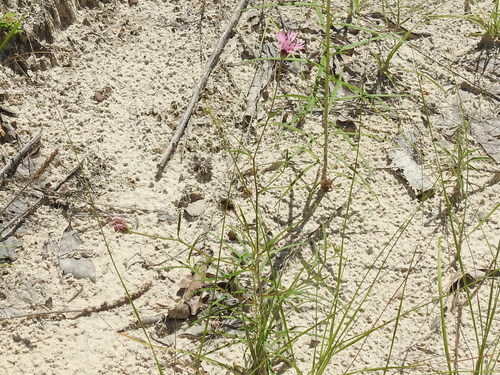 Image of Palafoxia reverchonii by (c) Sam Kieschnick, some rights reserved (CC BY)