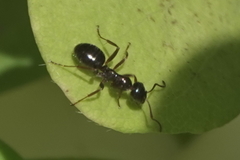Formica neogagates