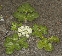 Glehnia littoralis leiocarpa