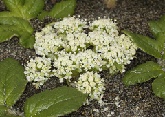 Glehnia littoralis leiocarpa
