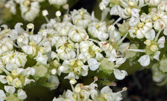 Glehnia littoralis leiocarpa