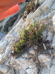 Malacothrix saxatilis saxatilis