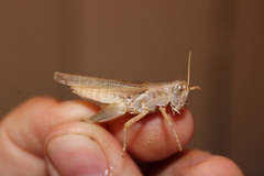 Melanoplus packardii