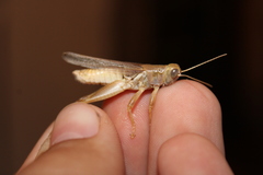 Melanoplus packardii
