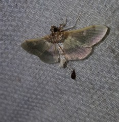 Apilocrocis brumalis