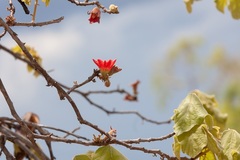 Brachychiton chillagoensis