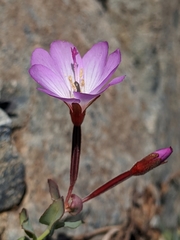 Epilobium siskiyouense