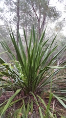Doryanthes excelsa