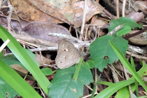 Heteropsis andasibe