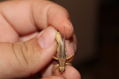 Melanoplus packardii