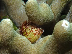Littorinimorpha