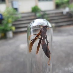 Polistes infuscatus