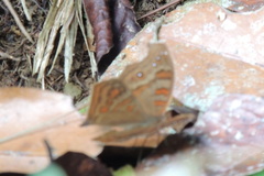 Junonia goudotii