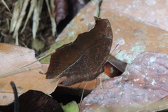 Junonia goudotii