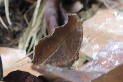 Junonia goudotii