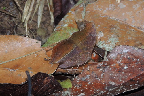 Island Brown Pansy