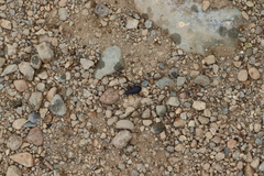 Iphthiminus serratus