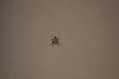 Larinioides sclopetarius