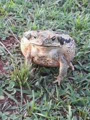 Rhinella diptycha