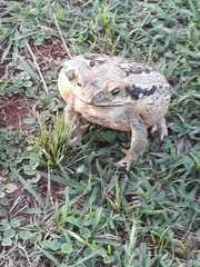 Rhinella diptycha