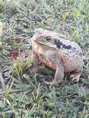 Rhinella diptycha