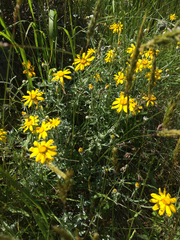 Eriophyllum lanatum integrifolium