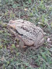 Rhinella diptycha