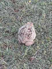 Rhinella diptycha